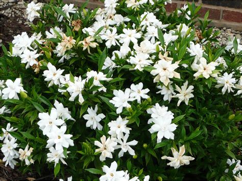 small gardenia plants.